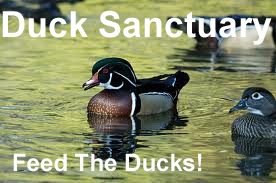 Rockin' Duck Sanctuary Ride